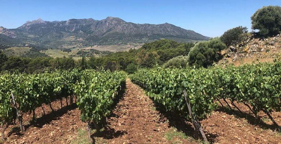 From Marbella: Ronda Tour Wineries Tour with Lunch - A rustic second winery brings a different point of view