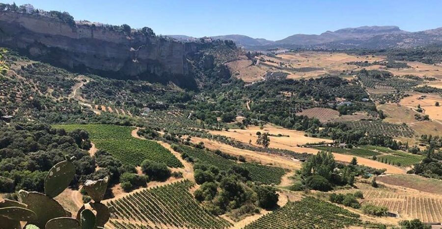 From Marbella: Ronda Tour Wineries Tour with Lunch - Timing, transport, and the shape of the day