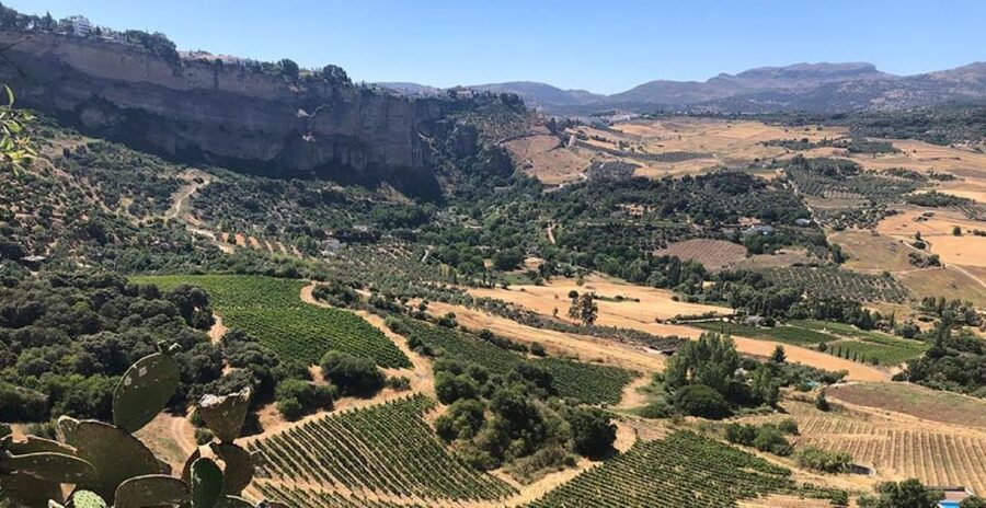 From Marbella: Ronda Tour Wineries Tour with Lunch - The first winery pairs aged reds with Andalusian produce