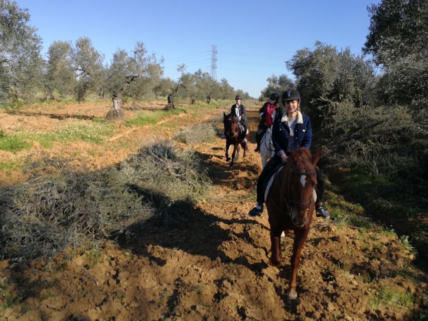 From Seville: Andalusian Horseback Ride - Meeting the Pure Spanish Horse