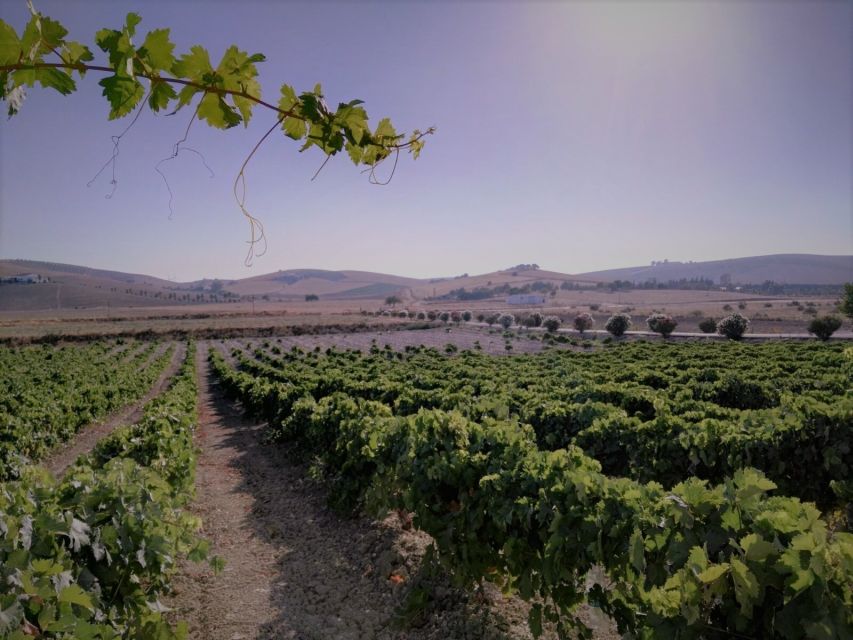 From Seville: Cadiz and Jerez de la Frontera Day Trip - How the $117 price works for you