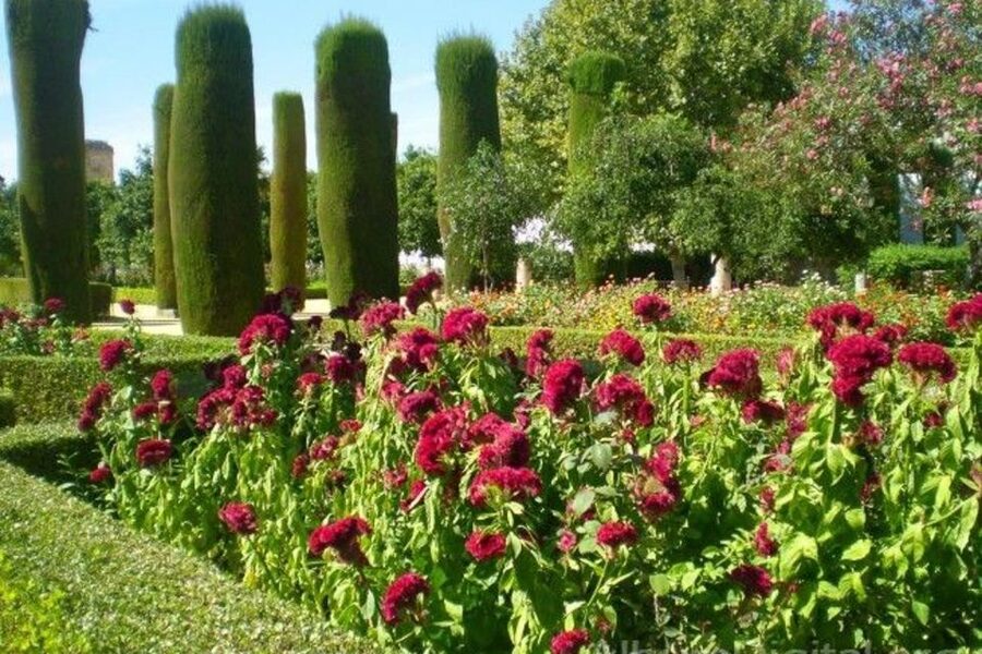 From Seville: Cordoba Full-Day Tour with Tickets Included - Guides, languages, and the human side of the day