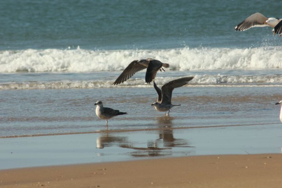 From Seville: Doñana, El Rocio, and Matalascañas Beach Tour - El Rocío and its unusual pilgrimage setting