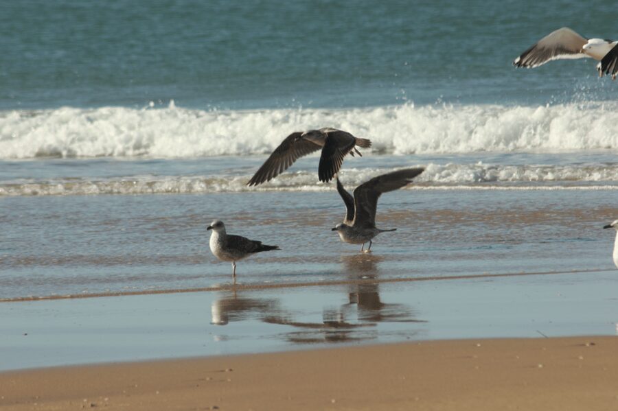 From Seville: Doñana, El Rocio, and Matalascañas Beach Tour - The 4WD route through wetlands, dunes, and forest