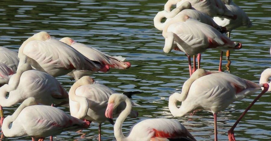 From Seville: Doñana National Park Day Trip - Key points to know before booking