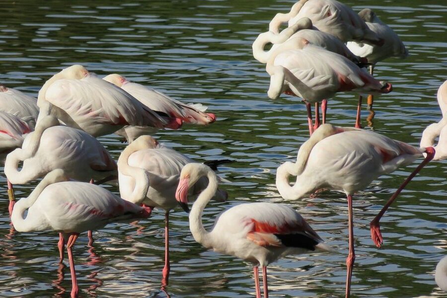 From Seville: Doñana National Park Day Trip - Dehesa de Abajo and the northern marshes