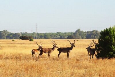 Doñana National Park Day Trip