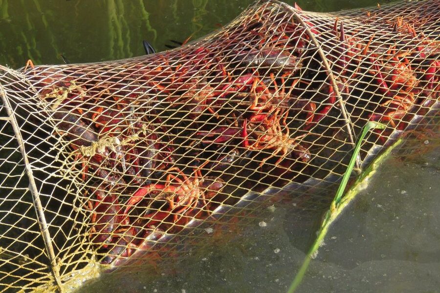 From Seville: Doñana National Park Day Trip - What the guides add to the day
