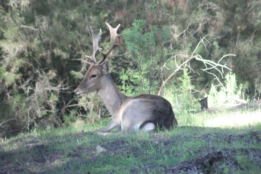From Seville: Doñana National Park Full-Day Private Tour - Key points to know before you book