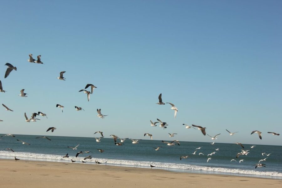 From Seville: Doñana National Park Full-Day Private Tour - El Rocío and the carved Virgin and Child