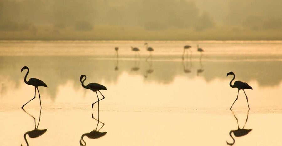 From Seville: Doñana National Park Full-Day Private Tour - Matalascañas Beach and the optional lunch