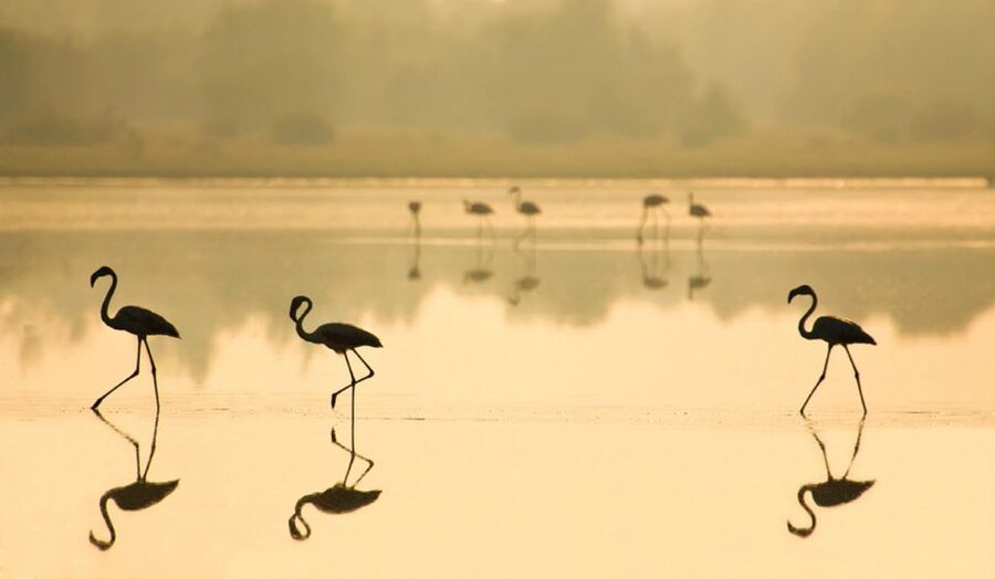From Seville: Doñana National Park Full-Day Private Tour - Guides, languages, and the private-group question