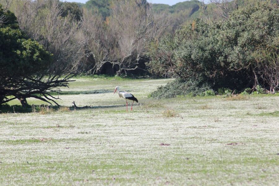 From Seville: Doñana National Park Full-Day Private Tour - The 105-minute ride from Seville
