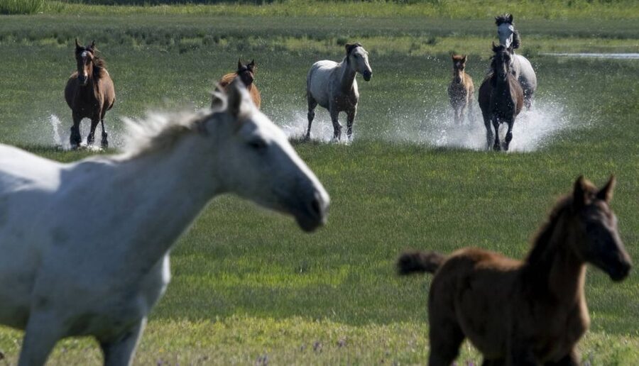 From Seville: Doñana Natural Park, El Rocio and Matalascañas - Why Doñana makes this a worthwhile day from Seville