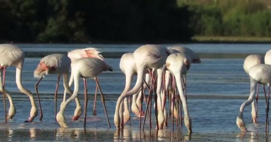 From Seville: Doñana Natural Park, El Rocio and Matalascañas - El Rocío, a pilgrimage village with a different rhythm