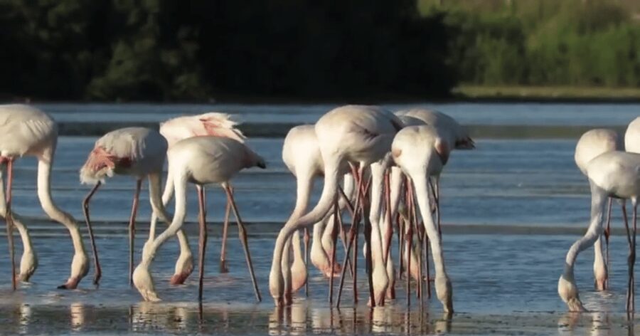 From Seville: Doñana Natural Park, El Rocio and Matalascañas - Matalascañas Beach gives you room to slow down