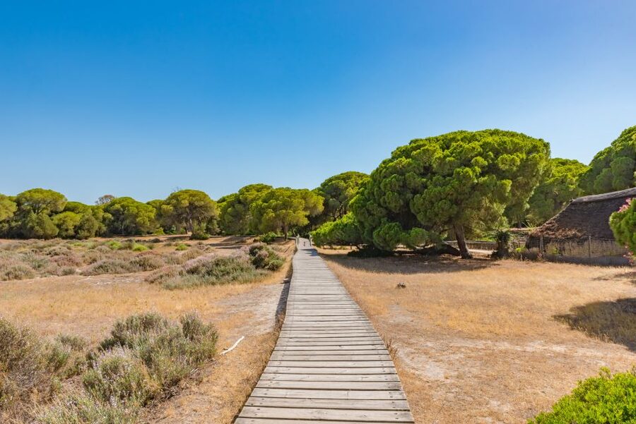 From Seville: Doñana Natural Park, El Rocio and Matalascañas - The return to Seville and the value of the timing