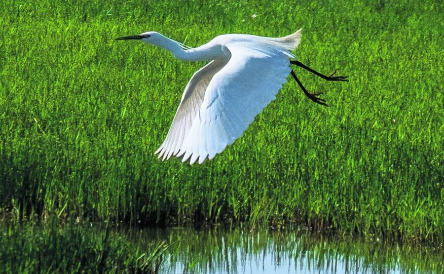 From Seville: Doñana Natural Park, El Rocio and Matalascañas - Who should choose this Doñana day trip?
