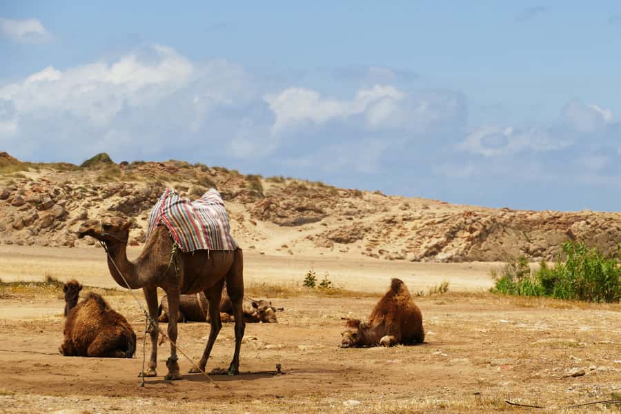 From Seville: Full-Day Tour to Tangier - Grand Socco and the city’s public face
