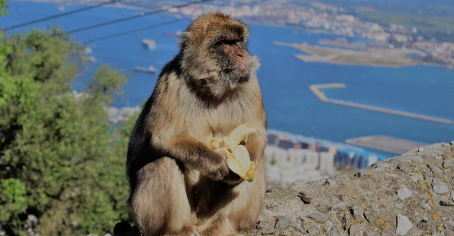 From Seville: Full-Day Trip to Gibraltar - Key points before you book
