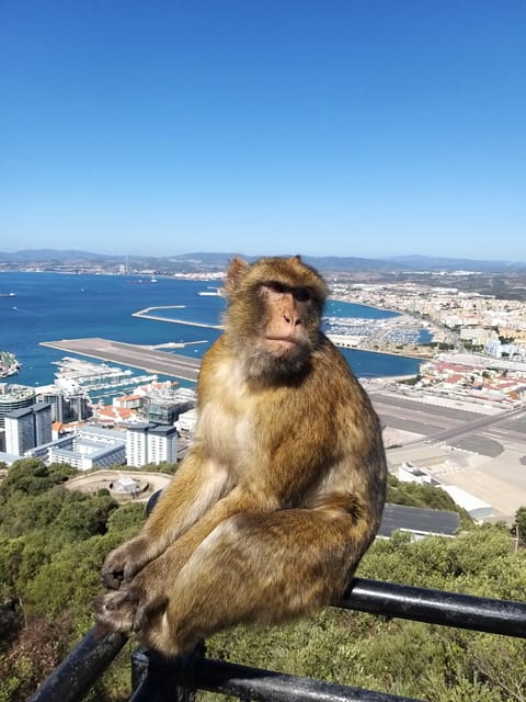 From Seville: Full-Day Trip to Gibraltar - How the guides shape the experience