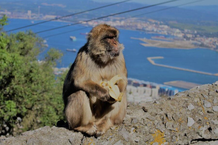 From Seville: Full-Day Trip to Gibraltar - The macaques are entertaining, but keep your distance