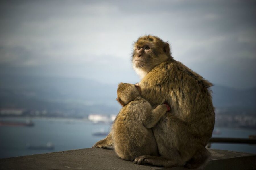 From Seville: Gibraltar Sightseeing Tour - Pickup in Seville and the long road south