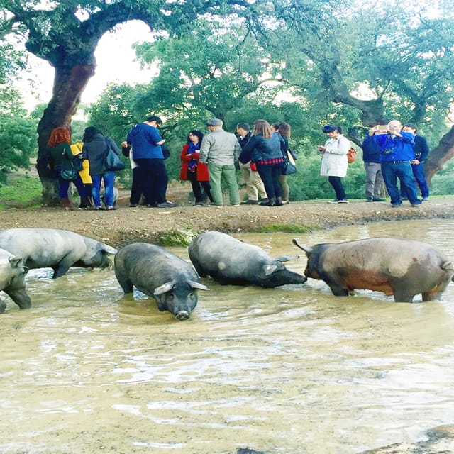 From Seville: Iberian Ham Full-Day Tour to Aracena - Walking among the Iberian pigs
