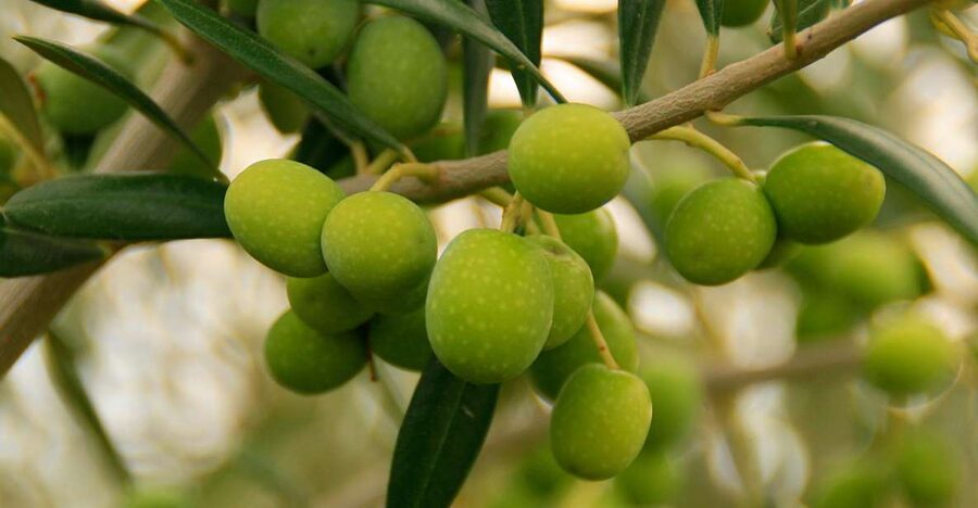 From Seville: Olive Oil Farm Tour - Learning to taste olive oil