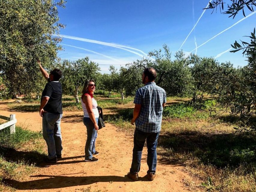 From Seville: Olive Oil Farm Tour - The small details that make the farm memorable