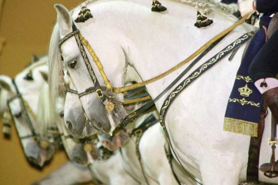 From Seville: Tour of Jerez with Horse Show & Wine Tasting - The time you do not get after the show