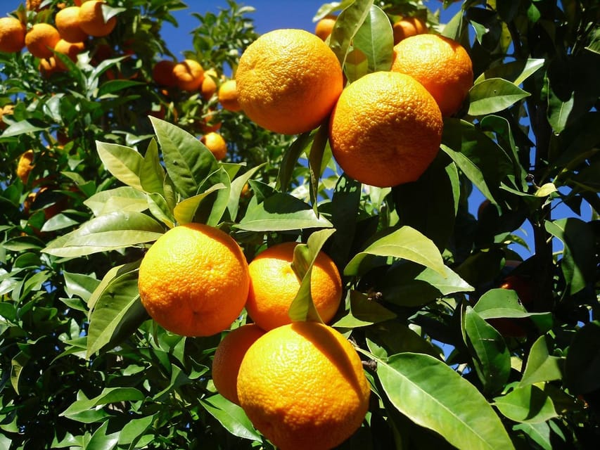 From Seville: White villages & Ronda day trip - Practical advice for making the day easier