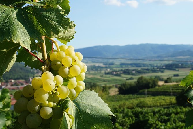 From Seville: Wine Tourism Half Day Tour - How the four hours are used