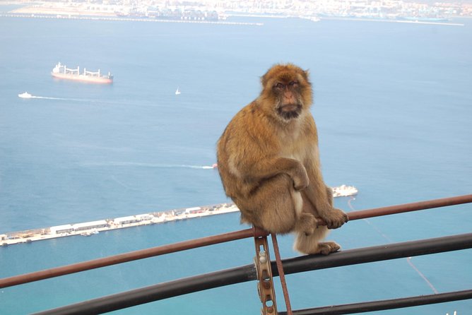 Gibraltar Day Trip from Seville - What the driver and local guide add