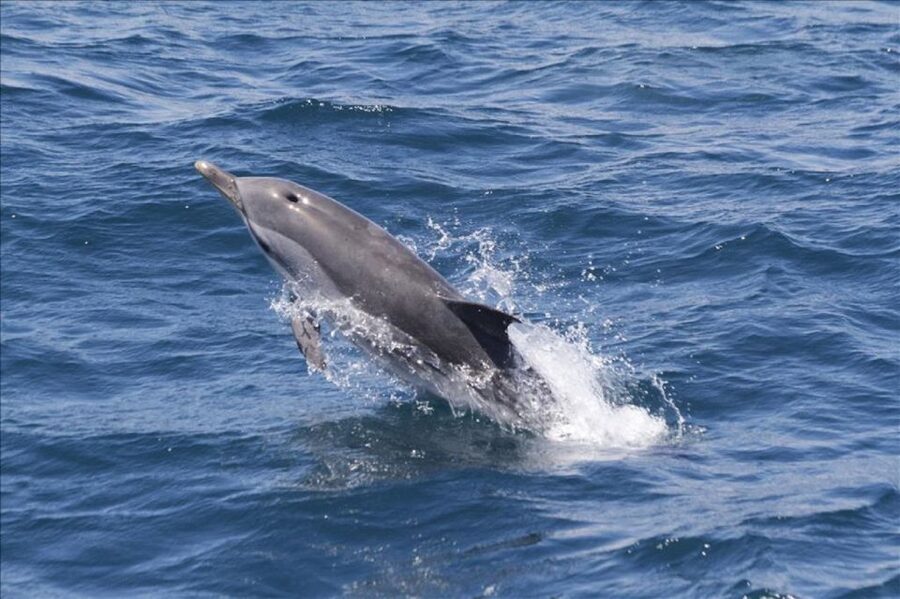 Gibraltar Dolphins Watching Day Trip from Seville - Key points to know