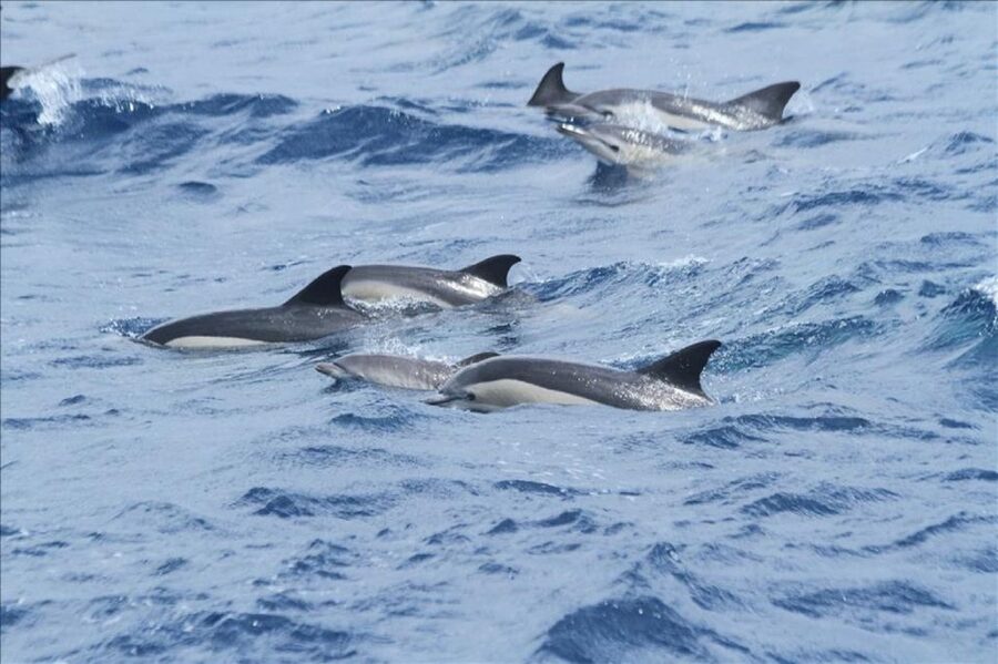 Gibraltar Dolphins Watching Day Trip from Seville - From Seville to the Strait of Gibraltar