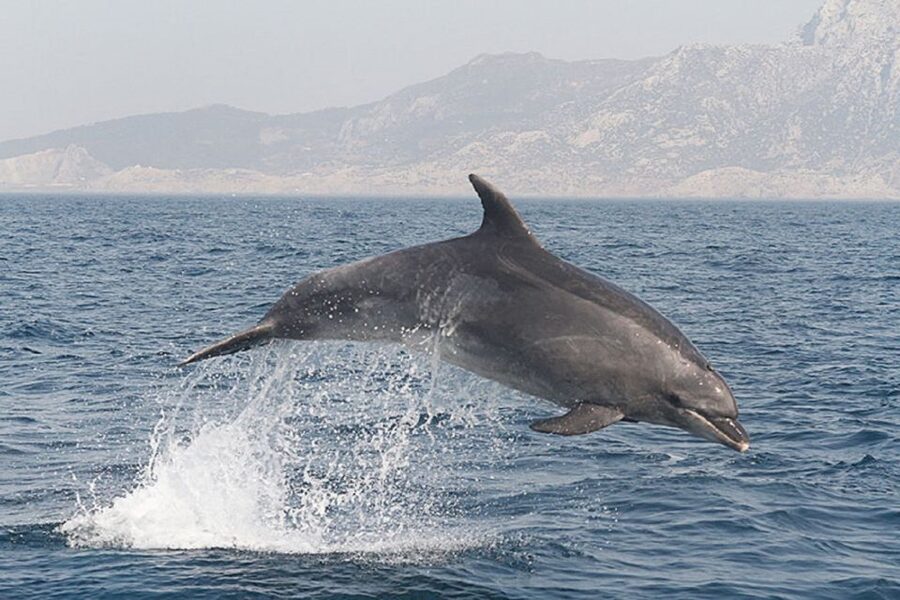 Gibraltar Dolphins Watching Day Trip from Seville - What the dolphin cruise feels like in practice
