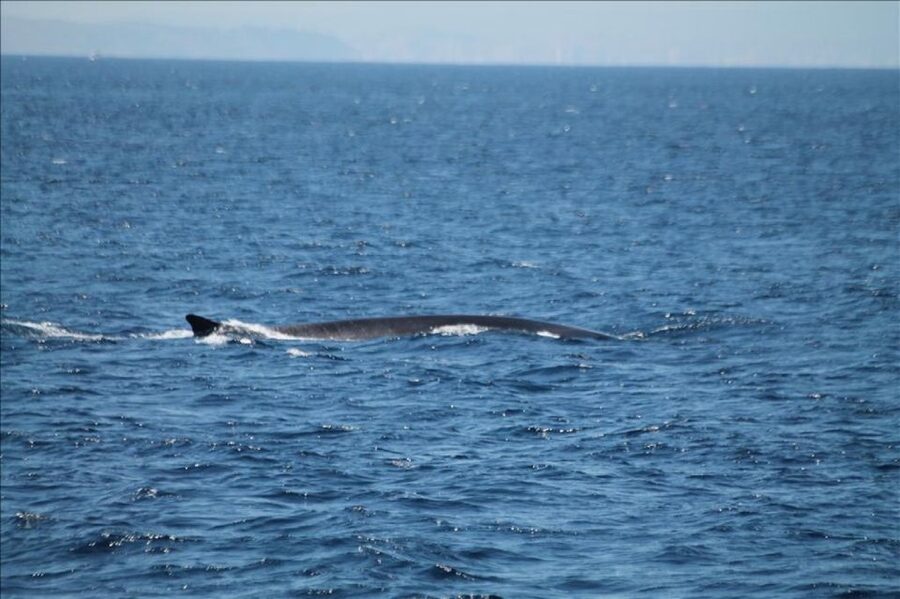 Gibraltar Dolphins Watching Day Trip from Seville - Gibraltar after the boat ride