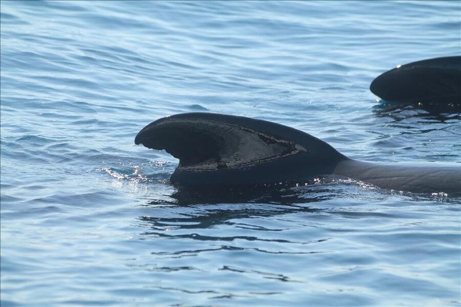Gibraltar Dolphins Watching Day Trip from Seville - Is $128 a fair price?