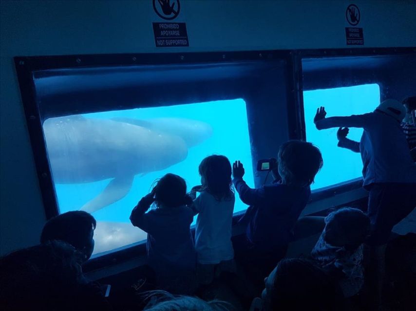 Gibraltar Dolphins Watching Day Trip from Seville - Border documents and what to bring