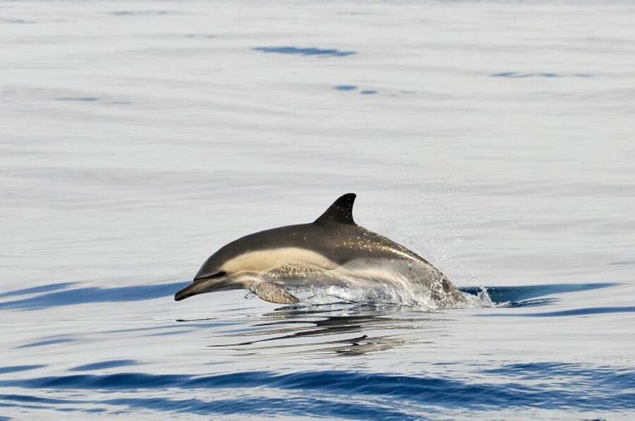 Gibraltar Dolphins Watching Day Trip from Seville - Who should book this day trip?