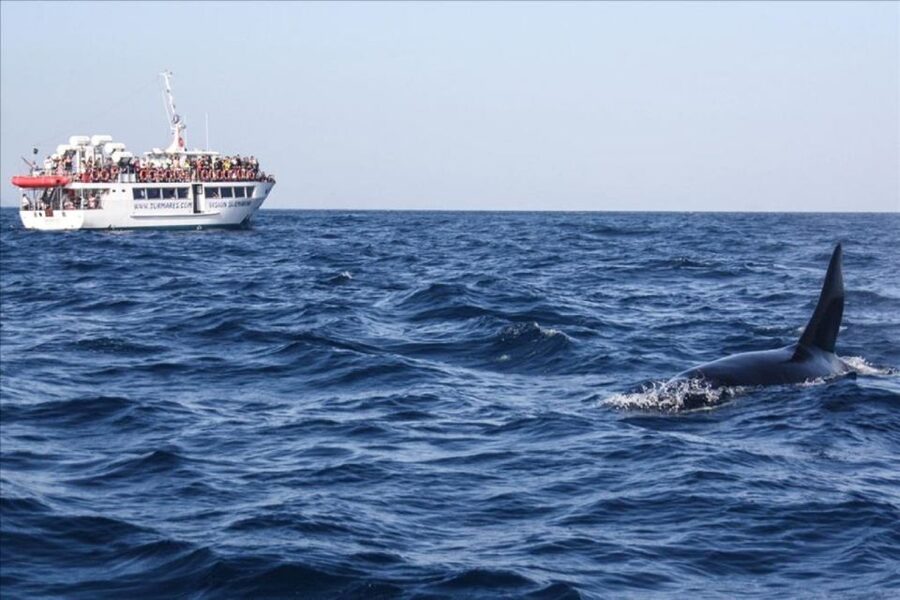 Gibraltar Dolphins Watching Day Trip from Seville - Booking advice for a smoother day