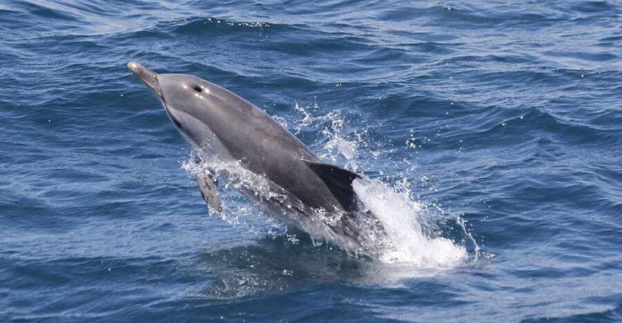 Gibraltar Dolphins Watching Day Trip from Seville - Sailing from Tarifa into dolphin country
