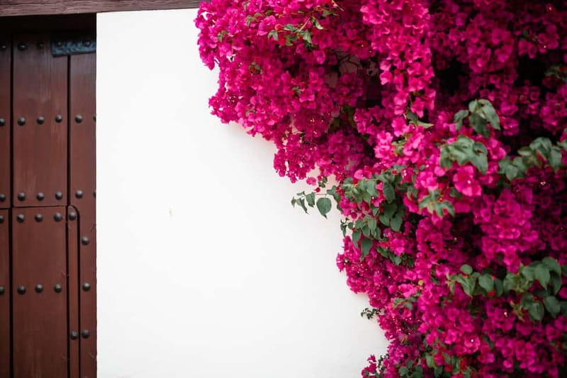 Guided tour in Spanish to the courtyards of Córdoba - Why Córdoba’s courtyards matter