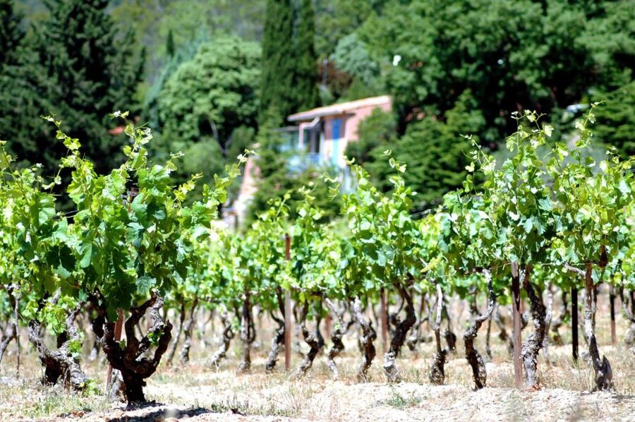 Half-Day Wine Tour in Andalusia in small group - The guide can shape the whole experience