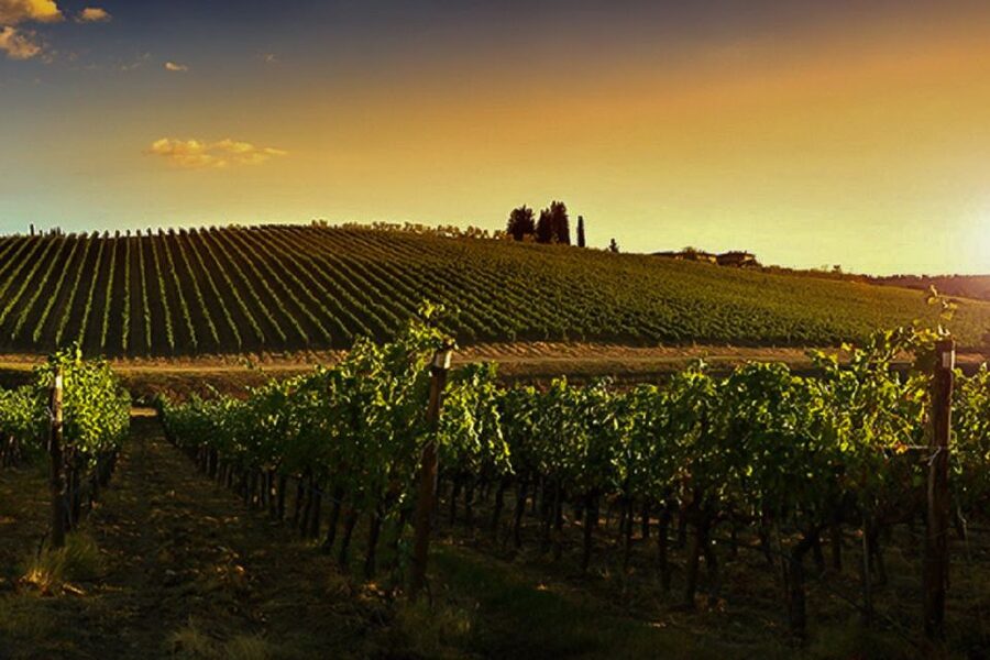 Half-Day Wine Tour in Andalusia in small group - Shared group or private visit?