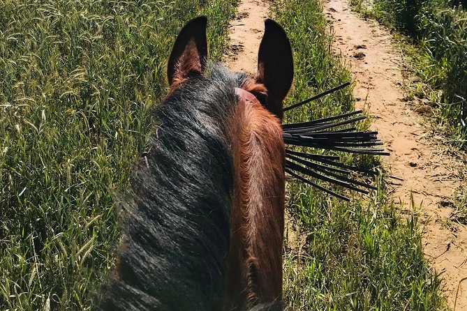 Horseback riding around Doñana National Park - Washing and brushing your horse afterward