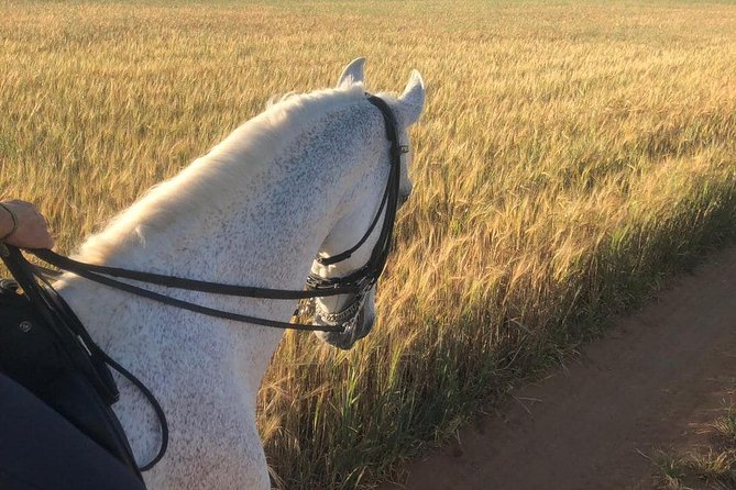 Horseback riding around Doñana National Park - Timing, group size, and the private-tour advantage
