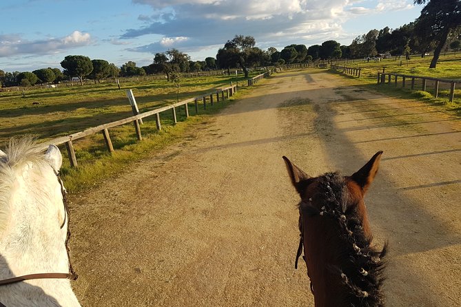 Horseback Riding Experience in Aljarafe, Doñana park from Seville - Meeting the Andalusian horses