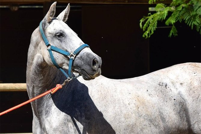 Horseback Riding Experience in Aljarafe, Doñana park from Seville - The trail ride through El Aljarafe
